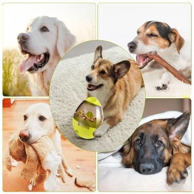 Distributeur de Croquettes pour Chien - FeedMaze™ - Vert - Le Chien Combler